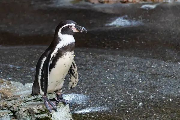 Bu sevimli küçük Humboldt pengueni bu kayanın üzerinde suya atlamaya hazırdı. Bu su kuşunun siyah ve beyaz bedeni göze çarpıyor. Öndeki küçük gagası balık yakalamak için..