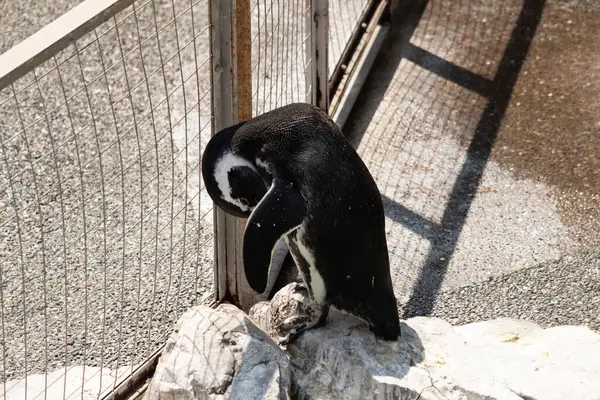 Bu güzel Humboldt pengueni burada bronzlaşmış kayaların üzerinde görülmüş. Tüyleri kabartmak için eğilmişler. Bu su kuşunun siyah ve beyaz renkleri biraz parlıyor..