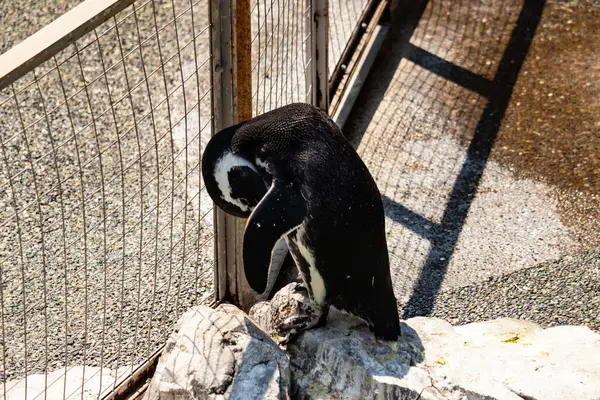 Bu güzel Humboldt pengueni burada bronzlaşmış kayaların üzerinde görülmüş. Tüyleri kabartmak için eğilmişler. Bu su kuşunun siyah ve beyaz renkleri biraz parlıyor..