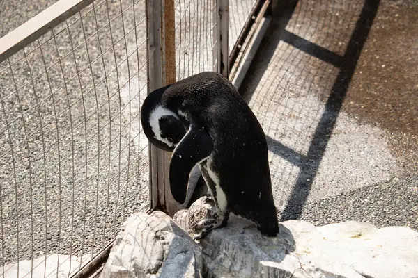 Bu güzel Humboldt pengueni burada bronzlaşmış kayaların üzerinde görülmüş. Tüyleri kabartmak için eğilmişler. Bu su kuşunun siyah ve beyaz renkleri biraz parlıyor..