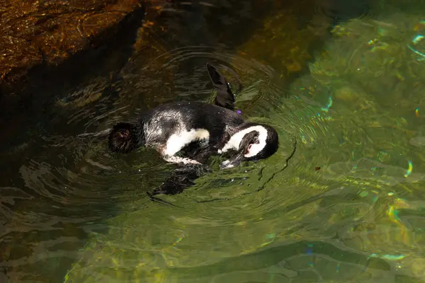 Bu güzel su kuşu burada suda yüzerken görülmüş. Siyah ve beyaz Humboldt pengueninin kanatları açılır ve zarifçe süzülür. Havuz ışıldıyor.