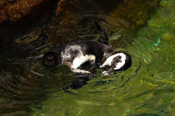 Bu güzel su kuşu burada suda yüzerken görülmüş. Siyah ve beyaz Humboldt pengueninin kanatları açılır ve zarifçe süzülür. Havuz ışıldıyor.