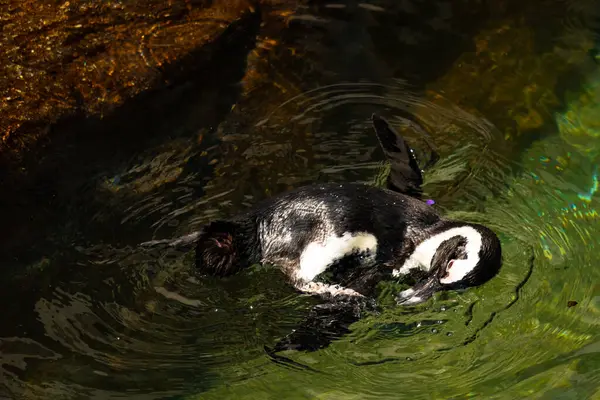 Bu güzel su kuşu burada suda yüzerken görülmüş. Siyah ve beyaz Humboldt pengueninin kanatları açılır ve zarifçe süzülür. Havuz ışıldıyor.