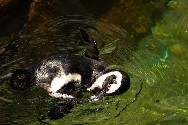 Bu güzel su kuşu burada suda yüzerken görülmüş. Siyah ve beyaz Humboldt pengueninin kanatları açılır ve zarifçe süzülür. Havuz ışıldıyor.