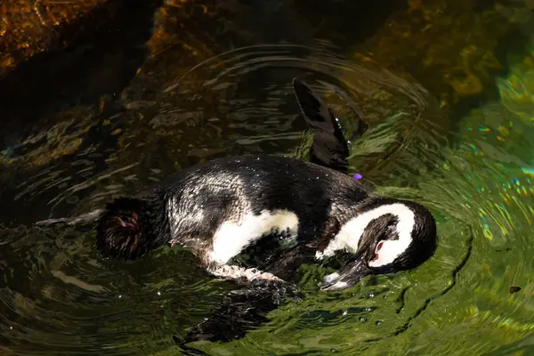Bu güzel su kuşu burada suda yüzerken görülmüş. Siyah ve beyaz Humboldt pengueninin kanatları açılır ve zarifçe süzülür. Havuz ışıldıyor.