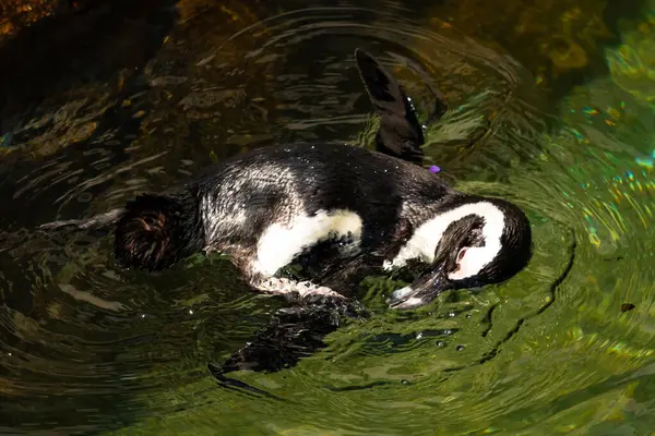 Bu güzel su kuşu burada suda yüzerken görülmüş. Siyah ve beyaz Humboldt pengueninin kanatları açılır ve zarifçe süzülür. Havuz ışıldıyor.