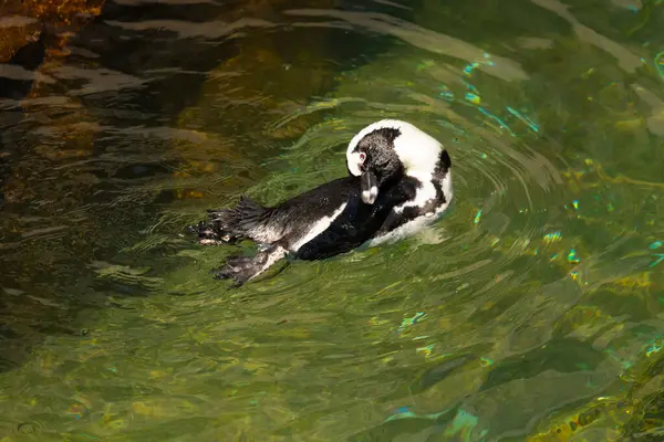 Bu güzel su kuşu burada suda yüzerken görülmüş. Siyah ve beyaz Humboldt pengueninin kanatları açılır ve zarifçe süzülür. Havuz ışıldıyor.