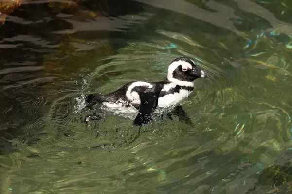 Bu güzel su kuşu burada suda yüzerken görülmüş. Siyah ve beyaz Humboldt pengueninin kanatları açılır ve zarifçe süzülür. Havuz ışıldıyor.