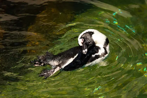 Bu güzel su kuşu burada suda yüzerken görülmüş. Siyah ve beyaz Humboldt pengueninin kanatları açılır ve zarifçe süzülür. Havuz ışıldıyor.