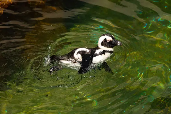 Bu güzel su kuşu burada suda yüzerken görülmüş. Siyah ve beyaz Humboldt pengueninin kanatları açılır ve zarifçe süzülür. Havuz ışıldıyor.