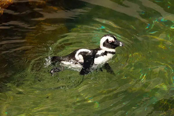 Bu güzel su kuşu burada suda yüzerken görülmüş. Siyah ve beyaz Humboldt pengueninin kanatları açılır ve zarifçe süzülür. Havuz ışıldıyor.