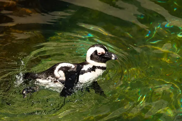 Bu güzel su kuşu burada suda yüzerken görülmüş. Siyah ve beyaz Humboldt pengueninin kanatları açılır ve zarifçe süzülür. Havuz ışıldıyor.