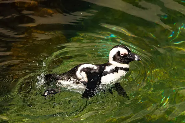 Bu güzel su kuşu burada suda yüzerken görülmüş. Siyah ve beyaz Humboldt pengueninin kanatları açılır ve zarifçe süzülür. Havuz ışıldıyor.