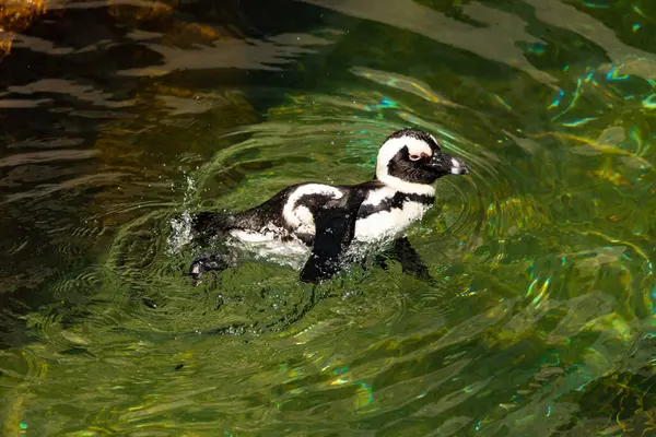 Bu güzel su kuşu burada suda yüzerken görülmüş. Siyah ve beyaz Humboldt pengueninin kanatları açılır ve zarifçe süzülür. Havuz ışıldıyor.