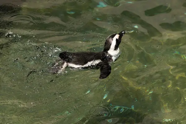 Bu güzel su kuşu burada suda yüzerken görülmüş. Siyah ve beyaz Humboldt pengueninin kanatları açılır ve zarifçe süzülür. Havuz ışıldıyor.