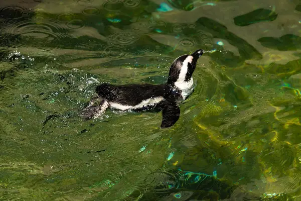 Bu güzel su kuşu burada suda yüzerken görülmüş. Siyah ve beyaz Humboldt pengueninin kanatları açılır ve zarifçe süzülür. Havuz ışıldıyor.