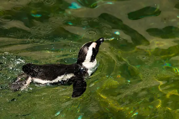 Bu güzel su kuşu burada suda yüzerken görülmüş. Siyah ve beyaz Humboldt pengueninin kanatları açılır ve zarifçe süzülür. Havuz ışıldıyor.
