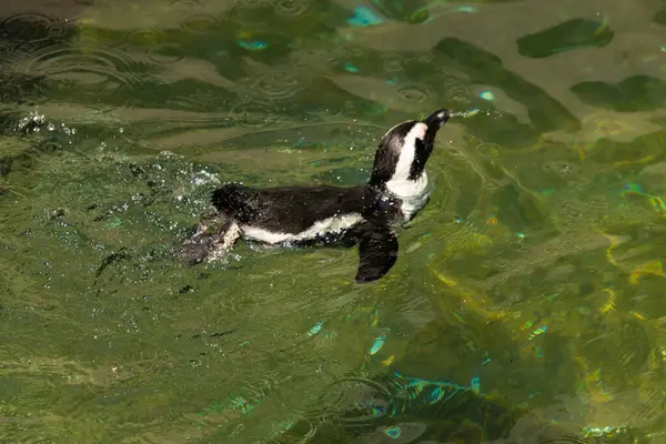 Bu güzel su kuşu burada suda yüzerken görülmüş. Siyah ve beyaz Humboldt pengueninin kanatları açılır ve zarifçe süzülür. Havuz ışıldıyor.