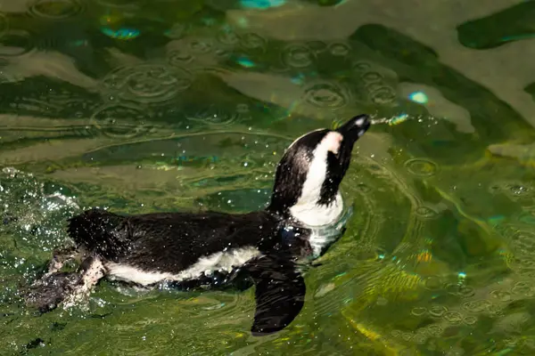 Bu güzel su kuşu burada suda yüzerken görülmüş. Siyah ve beyaz Humboldt pengueninin kanatları açılır ve zarifçe süzülür. Havuz ışıldıyor.