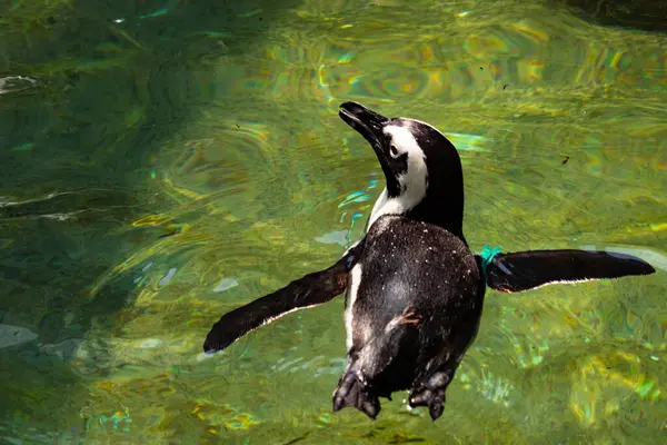 Yeşil renkli suda yüzen bir penguen görüntüsü. Kanatlar neredeyse havuzun içinden uçmak için açılıyordu. Bu Humboldt pengueninin siyah beyaz bedeni öne çıkıyor..