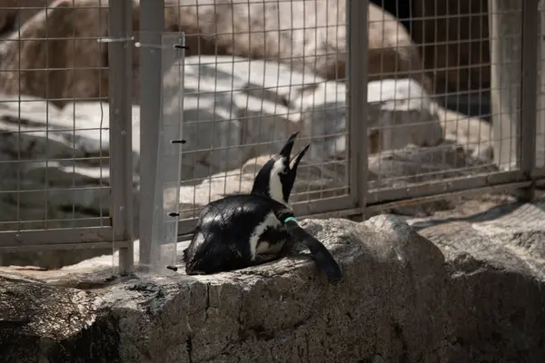 Bu küçük sevimli siyah beyaz Humboldt pengueni annelerinden yemek isteyen yavru bir kuş gibi yerde yatıyor gibi görünüyor. Gaga, yiyecek aramak için yukarı ve açılır..