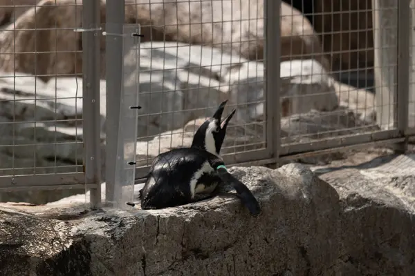 Bu küçük sevimli siyah beyaz Humboldt pengueni annelerinden yemek isteyen yavru bir kuş gibi yerde yatıyor gibi görünüyor. Gaga, yiyecek aramak için yukarı ve açılır..