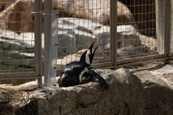 Bu küçük sevimli siyah beyaz Humboldt pengueni annelerinden yemek isteyen yavru bir kuş gibi yerde yatıyor gibi görünüyor. Gaga, yiyecek aramak için yukarı ve açılır..