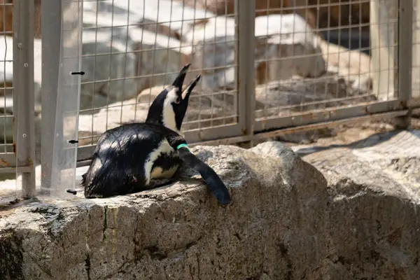Bu küçük sevimli siyah beyaz Humboldt pengueni annelerinden yemek isteyen yavru bir kuş gibi yerde yatıyor gibi görünüyor. Gaga, yiyecek aramak için yukarı ve açılır..