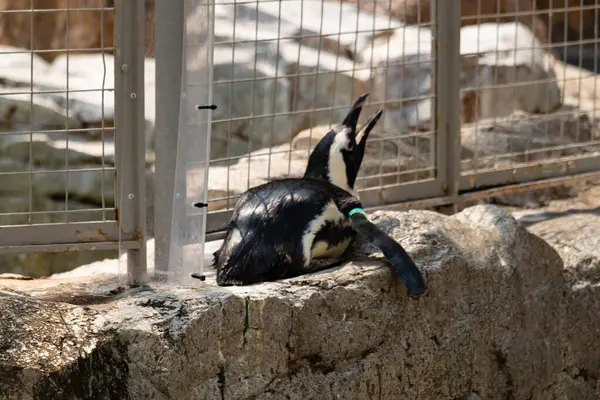Bu küçük sevimli siyah beyaz Humboldt pengueni annelerinden yemek isteyen yavru bir kuş gibi yerde yatıyor gibi görünüyor. Gaga, yiyecek aramak için yukarı ve açılır..