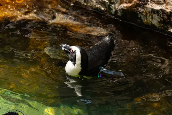 Bu güzel su kuşu burada suda yüzerken görülmüş. Siyah ve beyaz Humboldt pengueninin kanatları açılır ve zarifçe süzülür. Havuz ışıldıyor.