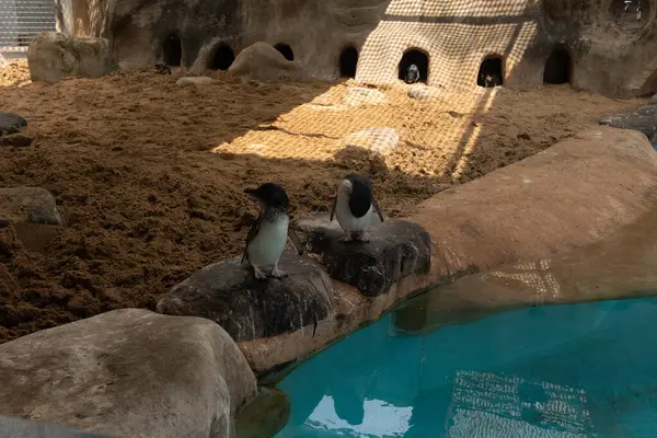 Siyah ve beyaz su kuşları siyah kayaların üzerinde duruyorlardı. Humboldt penguenleri suyun kenarına tünemiş mola veriyorlardı. Arka planda altın kahverengi kum.