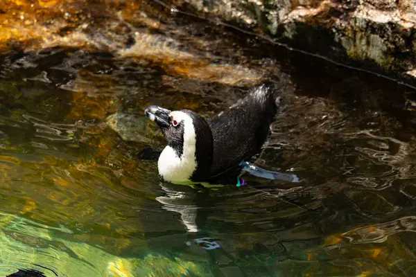 Bu güzel su kuşu burada suda yüzerken görülmüş. Siyah ve beyaz Humboldt pengueninin kanatları açılır ve zarifçe süzülür. Havuz ışıldıyor.