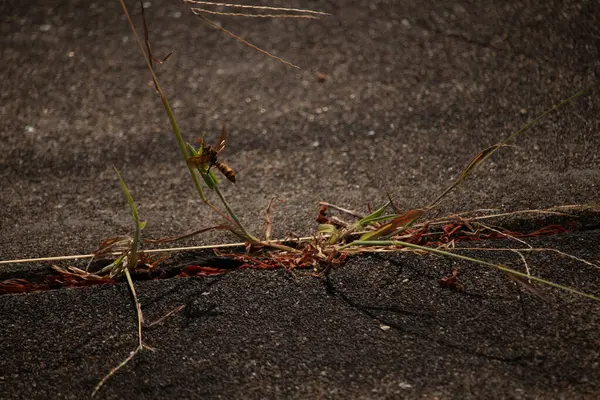 Güzel, boşa harcanmış kağıt eşekarısı kaldırımda büyüyen yeşil ot kamışına tutunuyordu. Böceğin siyah ve sarı bedeni göze çarpar. Şeffaf kanatlar uzanıyor ve uçmaya hazır..