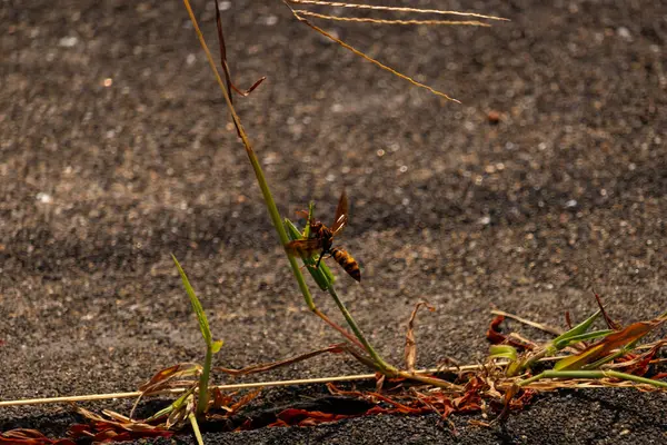 Güzel, boşa harcanmış kağıt eşekarısı kaldırımda büyüyen yeşil ot kamışına tutunuyordu. Böceğin siyah ve sarı bedeni göze çarpar. Şeffaf kanatlar uzanıyor ve uçmaya hazır..