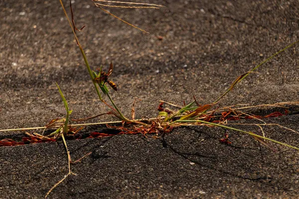 Güzel, boşa harcanmış kağıt eşekarısı kaldırımda büyüyen yeşil ot kamışına tutunuyordu. Böceğin siyah ve sarı bedeni göze çarpar. Şeffaf kanatlar uzanıyor ve uçmaya hazır..