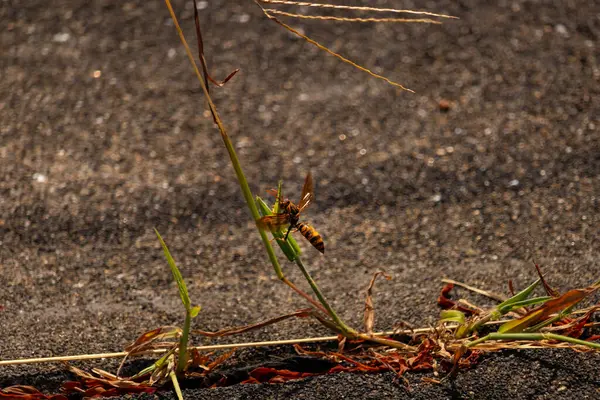 Güzel, boşa harcanmış kağıt eşekarısı kaldırımda büyüyen yeşil ot kamışına tutunuyordu. Böceğin siyah ve sarı bedeni göze çarpar. Şeffaf kanatlar uzanıyor ve uçmaya hazır..