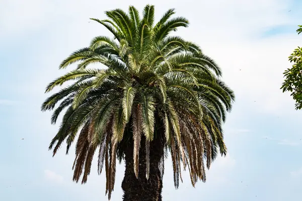 Ne kadar güzel bir palmiye ağacı. Bitkinin yeşil dalları gökyüzündeki havai fişek kıvılcımları gibi parlıyor. Bereketli yapraklar sana tropikal bir bölgeyi hatırlatıyor. Bu bir gökyüzü arkaplanına göre ayarlanır.