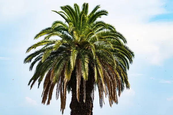 Ne kadar güzel bir palmiye ağacı. Bitkinin yeşil dalları gökyüzündeki havai fişek kıvılcımları gibi parlıyor. Bereketli yapraklar sana tropikal bir bölgeyi hatırlatıyor. Bu bir gökyüzü arkaplanına göre ayarlanır.