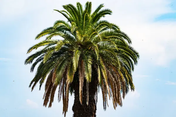 Ne kadar güzel bir palmiye ağacı. Bitkinin yeşil dalları gökyüzündeki havai fişek kıvılcımları gibi parlıyor. Bereketli yapraklar sana tropikal bir bölgeyi hatırlatıyor. Bu bir gökyüzü arkaplanına göre ayarlanır.