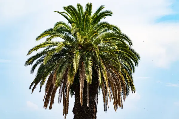 Ne kadar güzel bir palmiye ağacı. Bitkinin yeşil dalları gökyüzündeki havai fişek kıvılcımları gibi parlıyor. Bereketli yapraklar sana tropikal bir bölgeyi hatırlatıyor. Bu bir gökyüzü arkaplanına göre ayarlanır.