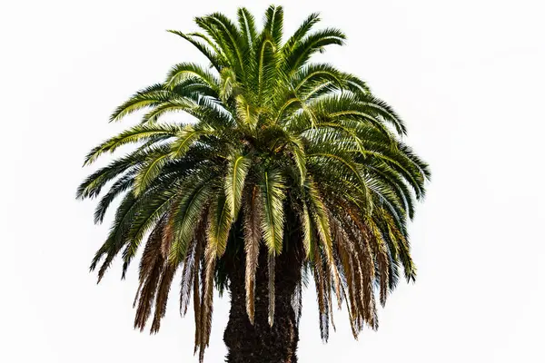 Ne kadar güzel bir palmiye ağacı. Bitkinin yeşil dalları gökyüzündeki havai fişek kıvılcımları gibi parlıyor. Bereketli yapraklar sana tropikal bir bölgeyi hatırlatıyor. Bu bir gökyüzü arkaplanına göre ayarlanır.