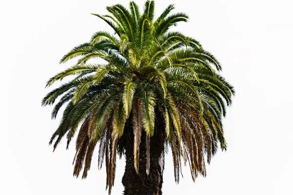 Ne kadar güzel bir palmiye ağacı. Bitkinin yeşil dalları gökyüzündeki havai fişek kıvılcımları gibi parlıyor. Bereketli yapraklar sana tropikal bir bölgeyi hatırlatıyor. Bu beyaz bir arkaplan ile ayarlanır.