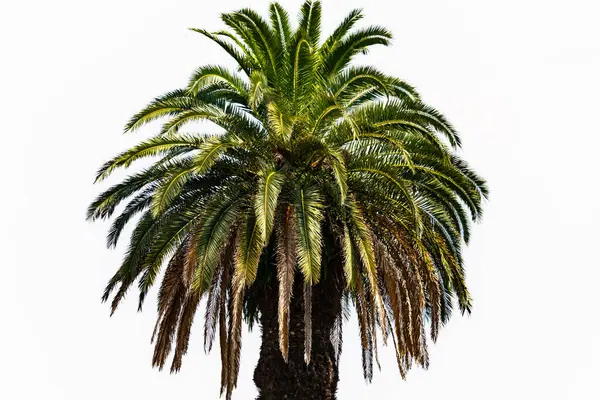 Ne kadar güzel bir palmiye ağacı. Bitkinin yeşil dalları gökyüzündeki havai fişek kıvılcımları gibi parlıyor. Bereketli yapraklar sana tropikal bir bölgeyi hatırlatıyor. Bu beyaz bir arkaplan ile ayarlanır.