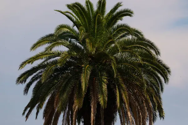 Ne kadar güzel bir palmiye ağacı. Bitkinin yeşil dalları gökyüzündeki havai fişek kıvılcımları gibi parlıyor. Bereketli yapraklar sana tropikal bir bölgeyi hatırlatıyor. Bu bir gökyüzü arkaplanına göre ayarlanır.