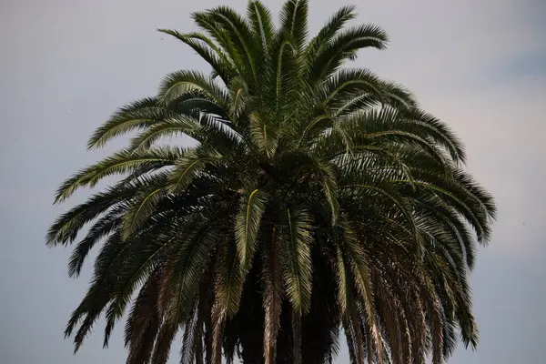 Ne kadar güzel bir palmiye ağacı. Bitkinin yeşil dalları gökyüzündeki havai fişek kıvılcımları gibi parlıyor. Bereketli yapraklar sana tropikal bir bölgeyi hatırlatıyor. Bu bir gökyüzü arkaplanına göre ayarlanır.