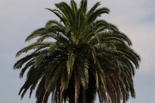 Ne kadar güzel bir palmiye ağacı. Bitkinin yeşil dalları gökyüzündeki havai fişek kıvılcımları gibi parlıyor. Bereketli yapraklar sana tropikal bir bölgeyi hatırlatıyor. Bu bir gökyüzü arkaplanına göre ayarlanır.
