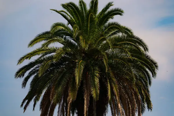 Ne kadar güzel bir palmiye ağacı. Bitkinin yeşil dalları gökyüzündeki havai fişek kıvılcımları gibi parlıyor. Bereketli yapraklar sana tropikal bir bölgeyi hatırlatıyor. Bu bir gökyüzü arkaplanına göre ayarlanır.