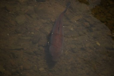 Bu büyük koi balığı berrak sakin suda yavaşça yüzerken görüldü. Bu balığın bedeni neredeyse sazan balığının dibine karışıyordu. Kırmızımsı kahverengi pulları yüzgeçleriyle güzel görünüyor..