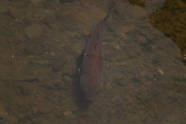 Bu büyük koi balığı berrak sakin suda yavaşça yüzerken görüldü. Bu balığın bedeni neredeyse sazan balığının dibine karışıyordu. Kırmızımsı kahverengi pulları yüzgeçleriyle güzel görünüyor..