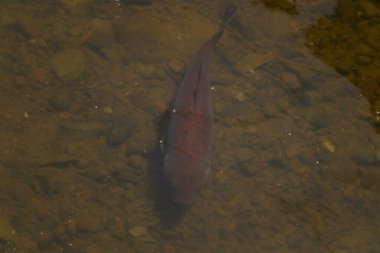 Bu büyük koi balığı berrak sakin suda yavaşça yüzerken görüldü. Bu balığın bedeni neredeyse sazan balığının dibine karışıyordu. Kırmızımsı kahverengi pulları yüzgeçleriyle güzel görünüyor..